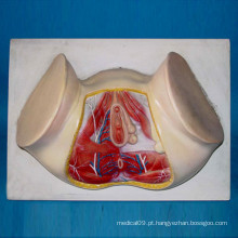 Feminino Perineum Shallow Muscle Vessels and Nerves Anatomy Model
